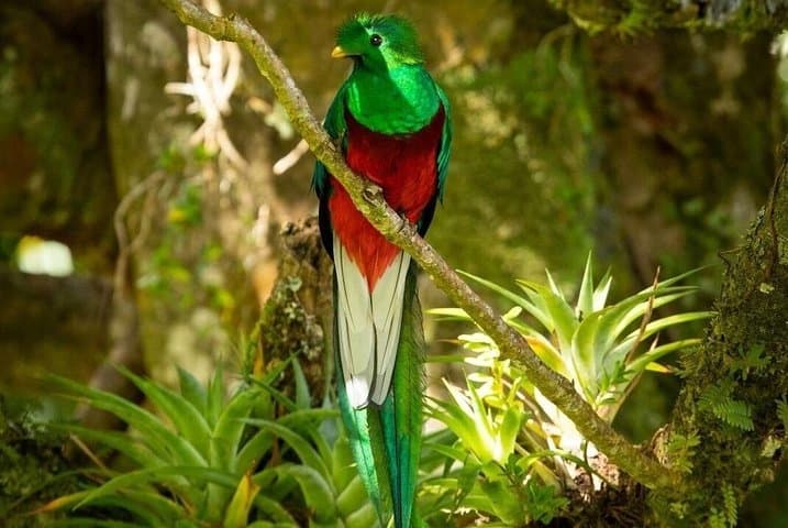 Birdwatching in Monteverde: Guided Tour to Spot Quetzals, Toucans & More photo 1