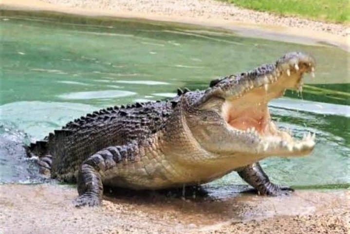 Black River Safari: Montego Bay Day Trip to Jamaica’s Crocodile River photo 3