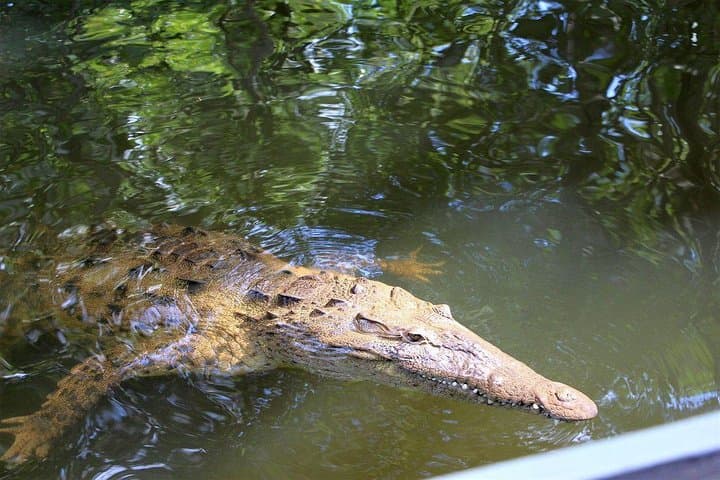 Black River Safari: Montego Bay Day Trip to Jamaica’s Crocodile River photo 5