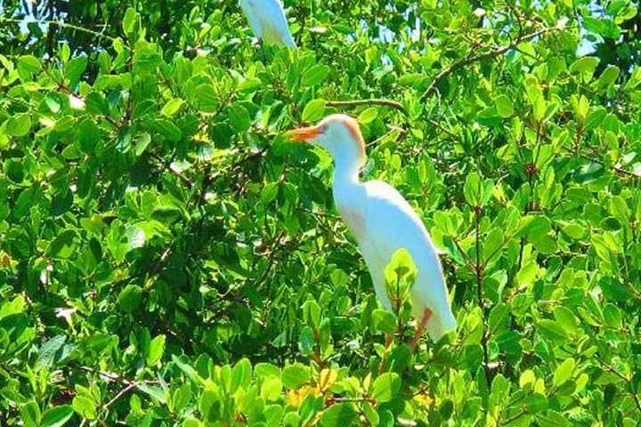 Black River Safari: Montego Bay Day Trip to Jamaica’s Crocodile River photo 6