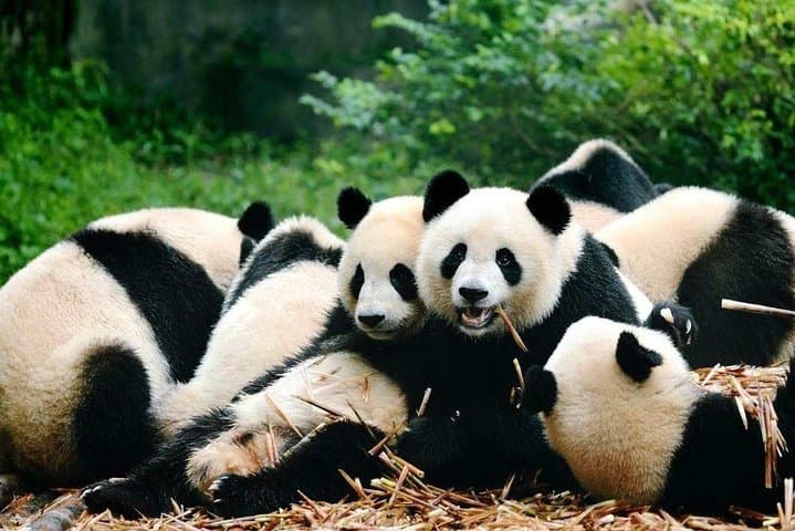2-Day Private Chengdu Highlights & Leshan Giant Buddha Tour from Beijing photo 6