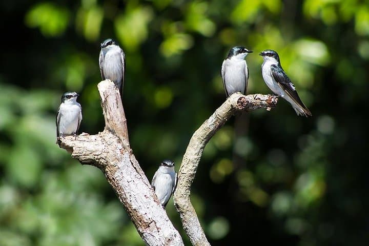 Tortuguero Canoe Tour: Early-Morning Wildlife Canal Paddle in Costa Rica photo 5
