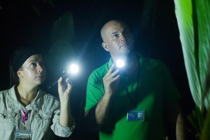 Tortuguero National Park Night Walk: What to Expect After Dark photo 1