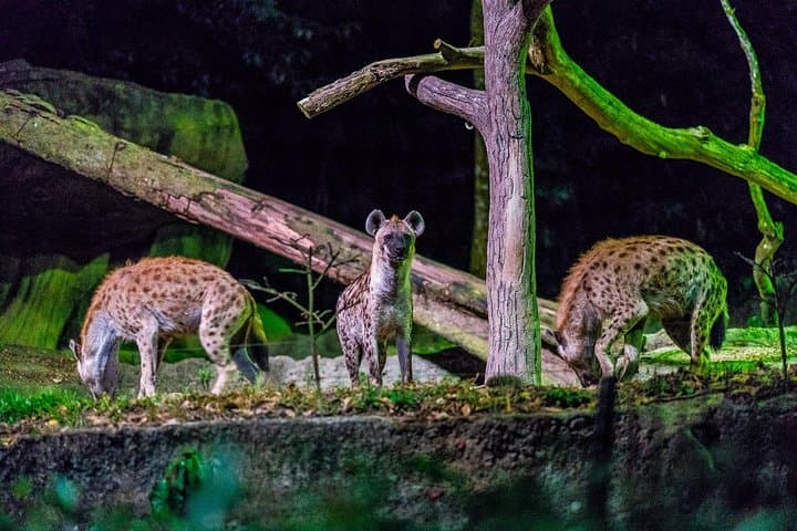Night Safari Singapore: After-Dark Tram Ride Through 6 Nocturnal Zones photo 2
