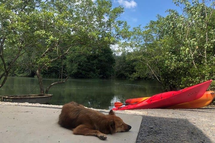Pulau Ubin Paddle-to-Pedal Day Trip: Kayak, Mangroves & Bike Trails from Singapore photo 2