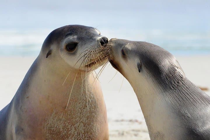 Two-Day Kangaroo Island Wildlife & Wonders Tour with Return Ferry photo 3