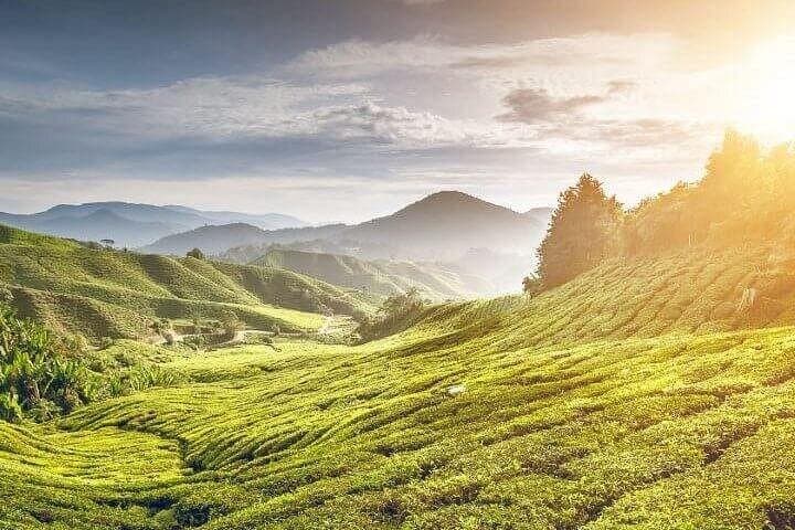 Cameron Highlands Day Trip from Kuala Lumpur — Tea Estates, Waterfalls & Orang Asli Village photo 2