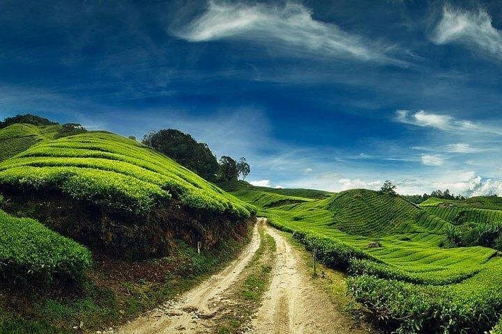 Cameron Highlands Day Trip from Kuala Lumpur — Tea Estates, Waterfalls & Orang Asli Village photo 4