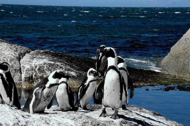 Cape Point & Cape of Good Hope Private Morning Tour — Chapman's Peak, Lighthouse & Penguins photo 4