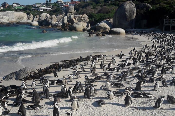 Cape Point & Cape of Good Hope Private Morning Tour — Chapman's Peak, Lighthouse & Penguins photo 6