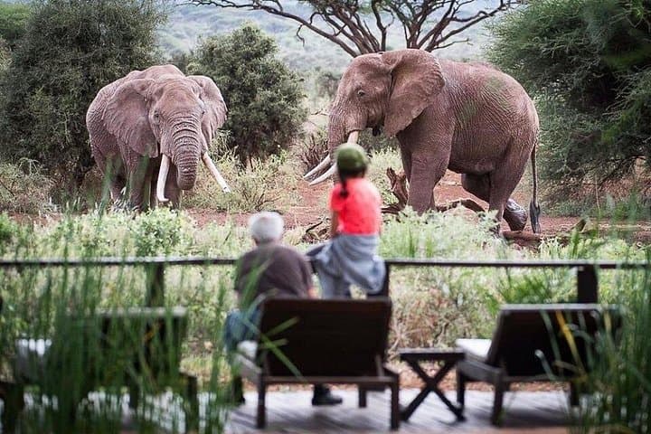 Majestic Elephant Safari: 3-Day Amboseli Wildlife Experience Beneath Kilimanjaro photo 2