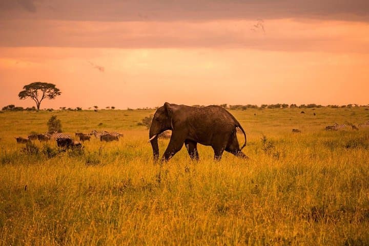 3-Day Serengeti & Ngorongoro Fly-In Safari From Zanzibar photo 2