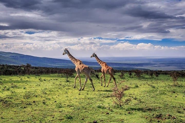 3-Day Serengeti & Ngorongoro Fly-In Safari From Zanzibar photo 3