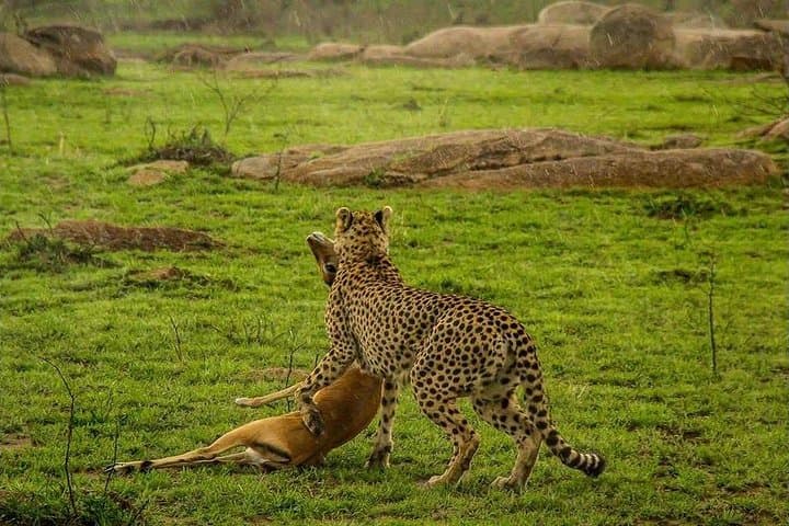 3-Day Serengeti & Ngorongoro Fly-In Safari From Zanzibar photo 4
