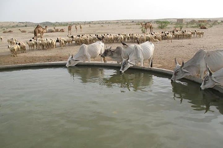 Sunset Camel Safari in Jaisalmer Sand Dunes — Dinner & Cultural Evening photo 4