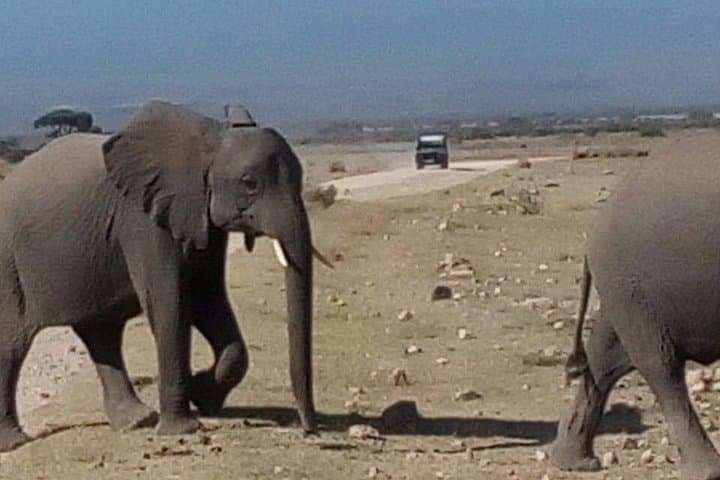 Masai Mara Game Drives with Parrot Safaris: Three-Day Wildlife Safari from Narok photo 1