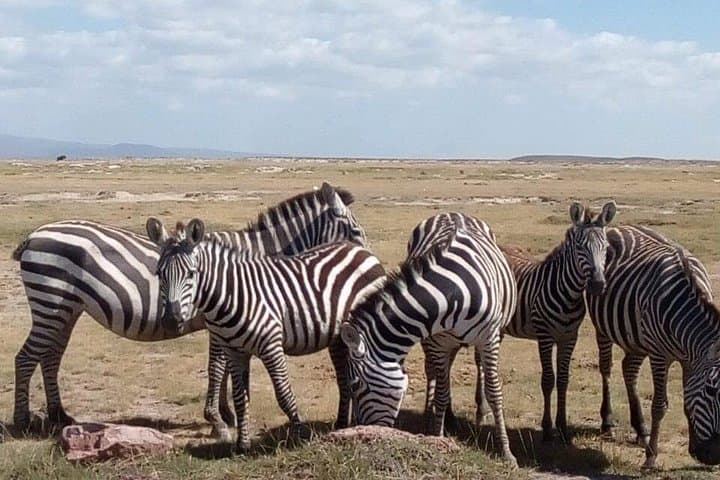 Masai Mara Game Drives with Parrot Safaris: Three-Day Wildlife Safari from Narok photo 2