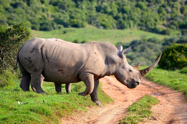 Masai Mara Game Drives with Parrot Safaris: Three-Day Wildlife Safari from Narok photo 3