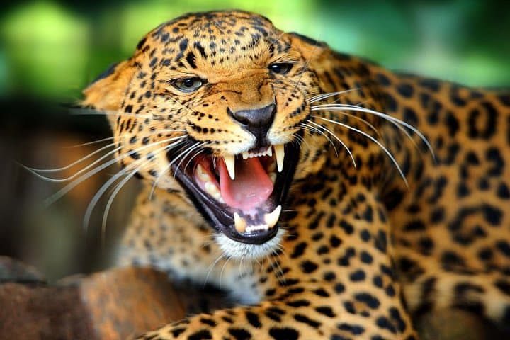 Masai Mara Game Drives with Parrot Safaris: Three-Day Wildlife Safari from Narok photo 4