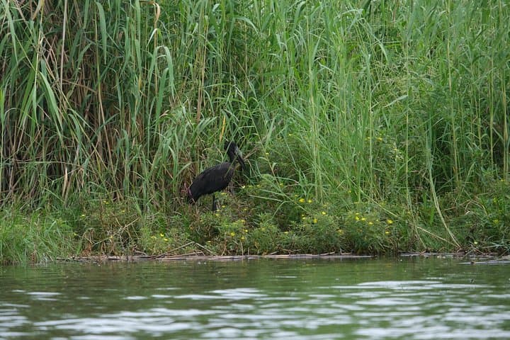Mokoro Overnight in the Okavango Delta: Canoe Camping Safari from Maun photo 2