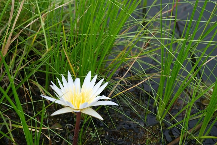 Mokoro Overnight in the Okavango Delta: Canoe Camping Safari from Maun photo 4