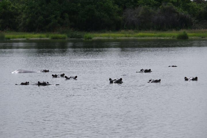 Mokoro Overnight in the Okavango Delta: Canoe Camping Safari from Maun photo 5