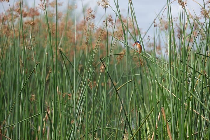 Mokoro Overnight in the Okavango Delta: Canoe Camping Safari from Maun photo 6
