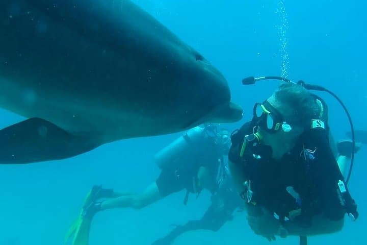 Satayh Dolphin Reef Snorkeling Trip from Marsa Alam photo 3