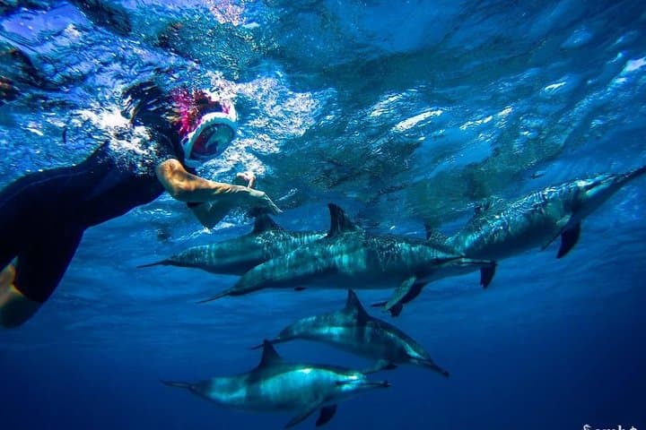 Satayh Dolphin Reef Snorkeling Trip from Marsa Alam