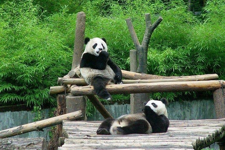 Leshan Giant Buddha and Chengdu Pandas: Private Day Tour from Beijing by Air photo 4