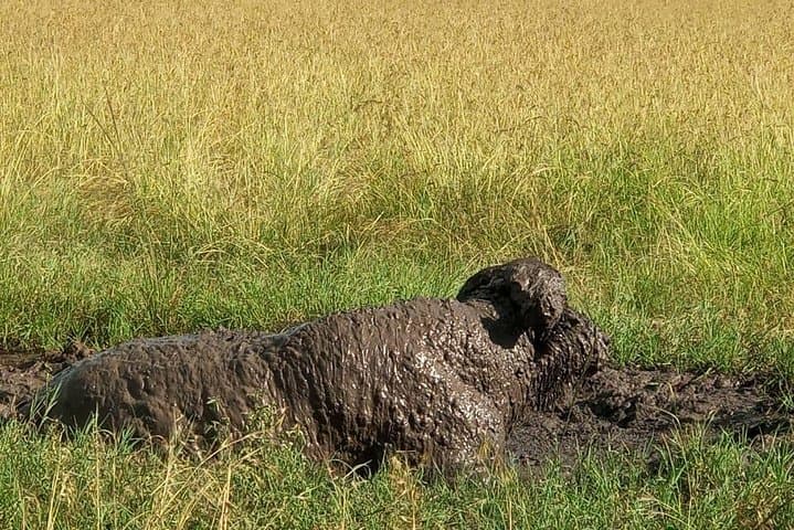 6-Day Maasai Mara, Lake Nakuru & Amboseli Safari — Wildebeest Migration, Flamingos & Kilimanjaro Views