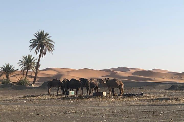 Zagora Desert Overnight from Marrakech: 2-Day Camel Trek & Berber Tent Experience