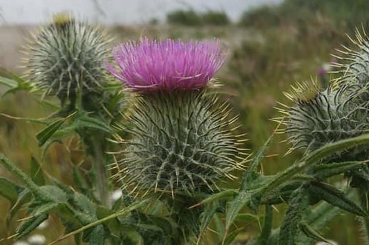 Private Driving Tour to St Andrews and Anstruther from Edinburgh photo 2