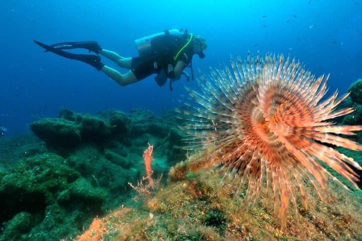 Discover Scuba Diving from Kusadasi Port: Introductory Aegean Dive