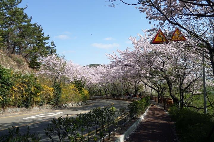Busan to Jinhae Cherry Blossom Day Tour — Top Spring Sights and Practical Tips photo 5