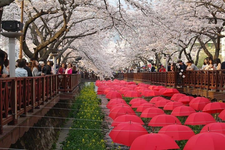 Busan to Jinhae Cherry Blossom Day Tour — Top Spring Sights and Practical Tips