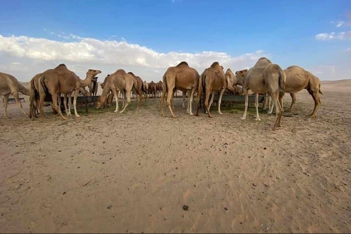 Evening Abu Dhabi Desert Safari: Dune Bashing, Sandboarding & BBQ Under the Stars photo 5