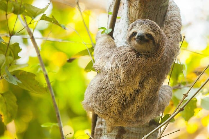 Corobici River Safari & Llanos de Cortez: Sloths, Frogs and Waterfall Hike from Playa Hermosa
