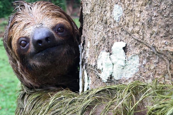 Corobici River Safari & Llanos de Cortez: Sloths, Frogs and Waterfall Hike from Playa Hermosa photo 2