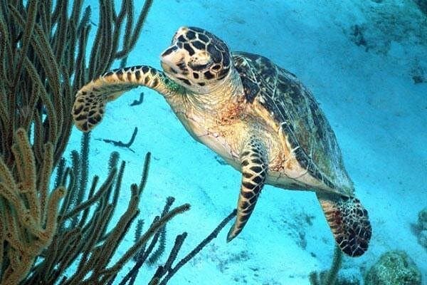 Bonaire Catamaran Snorkel & BBQ Sail — Guided Snorkel, Open Bar & Grill Lunch photo 4