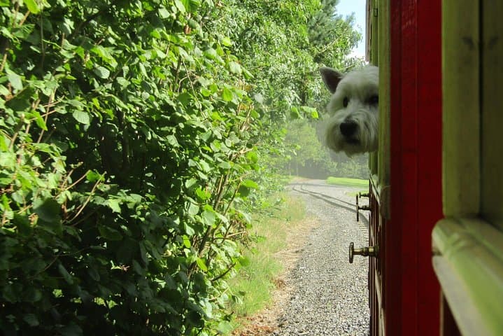 Oakfield Park Gardens & Miniature Train Ride — Raphoe Donegal Day Pass photo 4