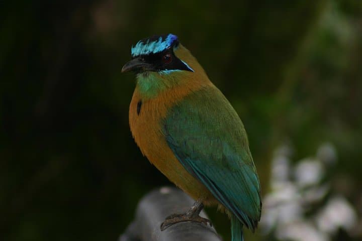 Tempisque River Boat Safari: Crocodiles, Monkeys & Tropical Birds from Guanacaste photo 6