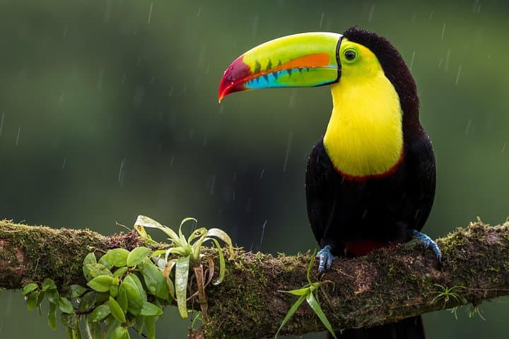 Rio Celeste & Sloth Sanctuary: 4-in-1 Private Rainforest, Volcano and Blue River Tour from La Fortuna photo 2