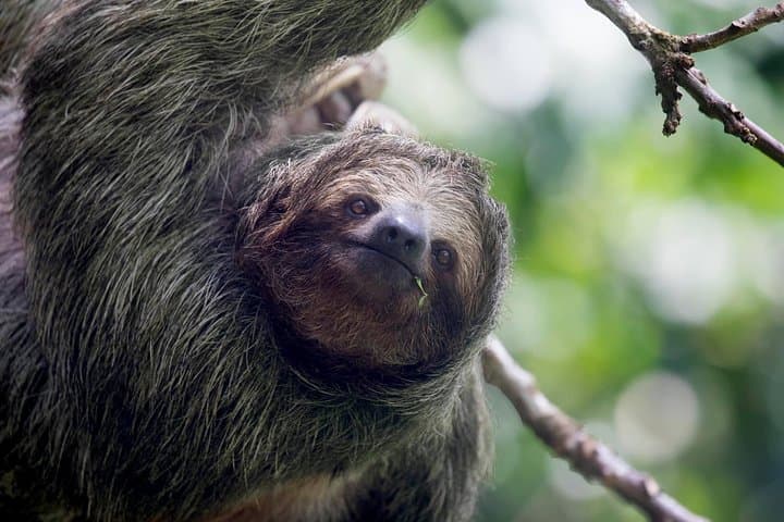 Rainforest Hiking to Río Celeste & Sloth Sanctuary — Private Tour from La Fortuna photo 6