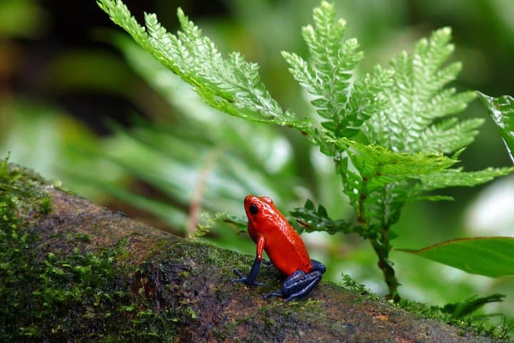 Rio Celeste & Sloth Sanctuary: 4-in-1 Private Rainforest, Volcano and Blue River Tour from La Fortuna photo 4