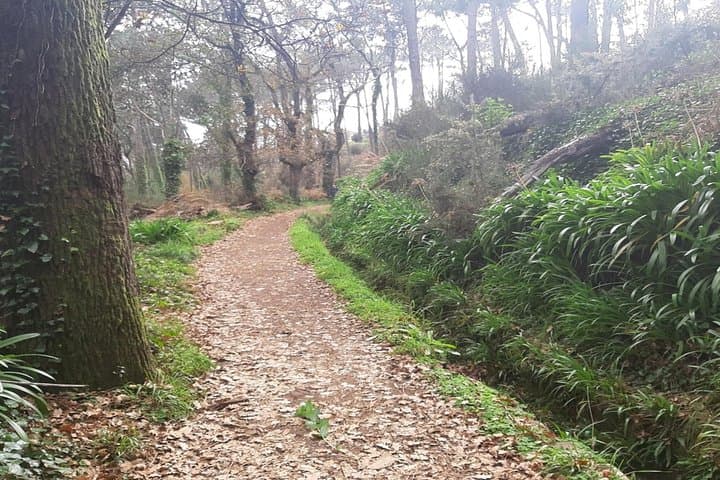 Levada da Serra do Faial Walk: Private Guided Levada Hike from Camacha photo 2