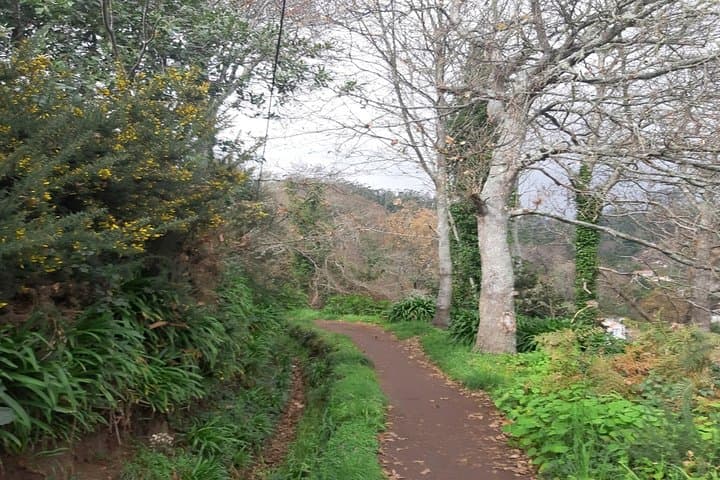 Levada da Serra do Faial Walk: Private Guided Levada Hike from Camacha photo 3