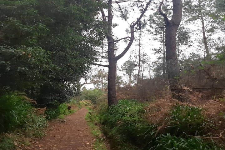 Levada da Serra do Faial Walk: Private Guided Levada Hike from Camacha photo 4
