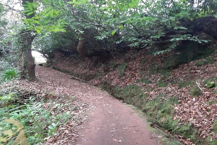 Levada da Serra do Faial Walk: Private Guided Levada Hike from Camacha photo 5