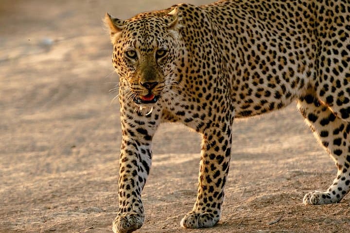 Witness the Wildebeest Migration: 4-Day Maasai Mara Safari 2025 photo 2